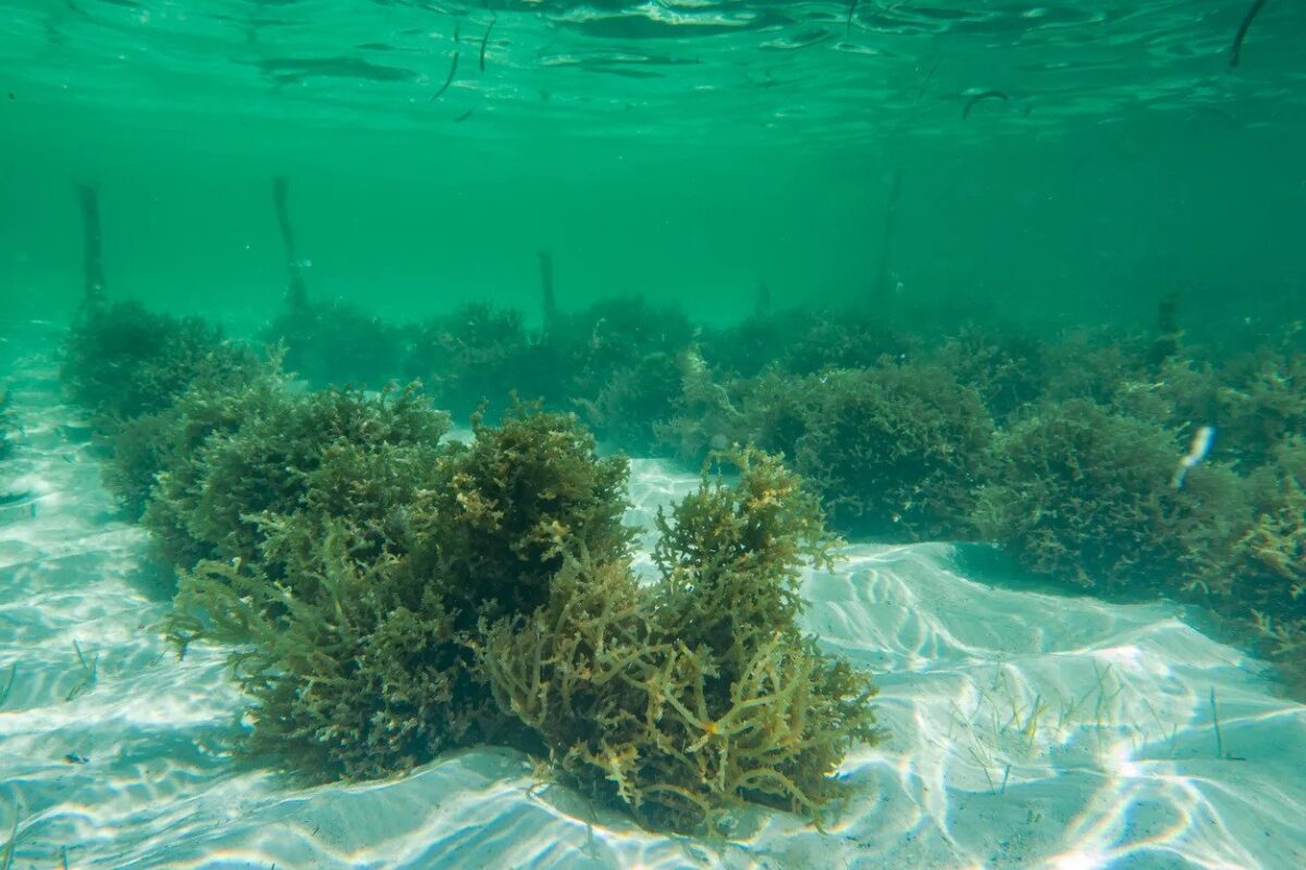 Seaweed: The Future of Packaging